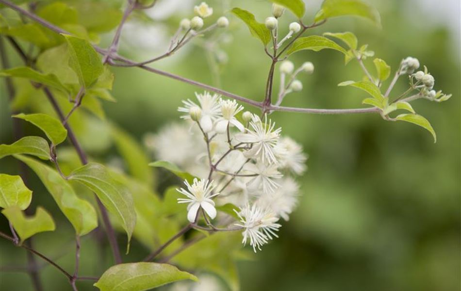 Clematis vitalba