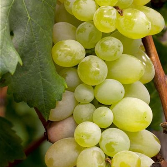 Vitis vinifera 'Excelsior'