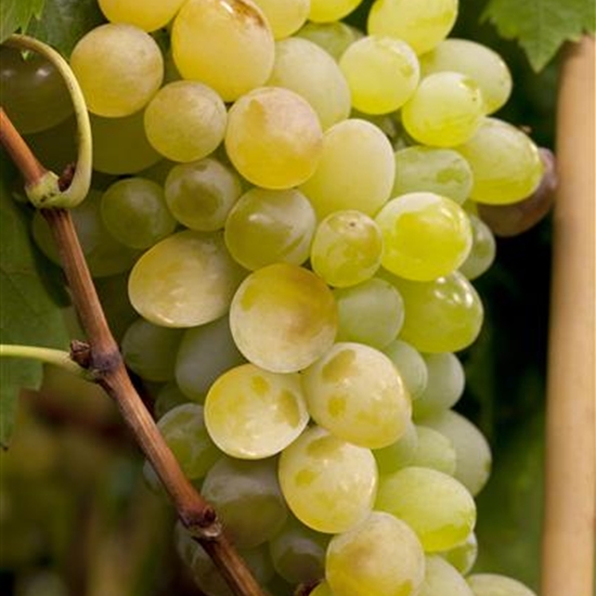 Vitis vinifera 'Himrod'