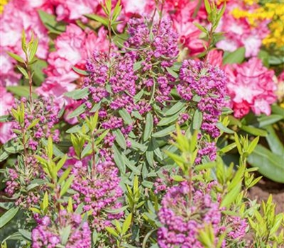 Kalmia angustifolia 'Rubra'