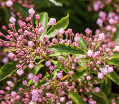 Kalmia latifolia