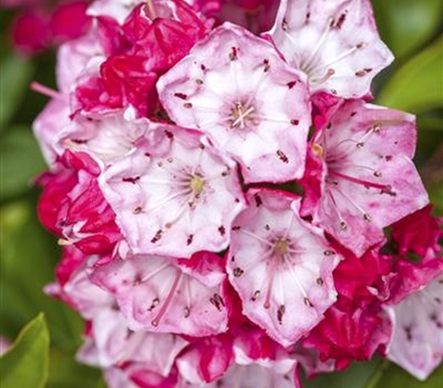 Kalmia latifolia 'Ostbo Red'