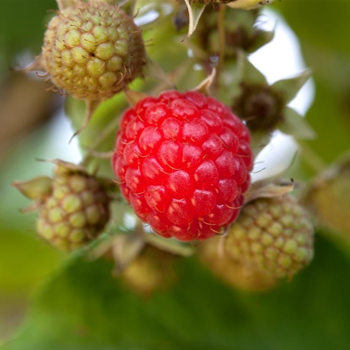 Himbeeren