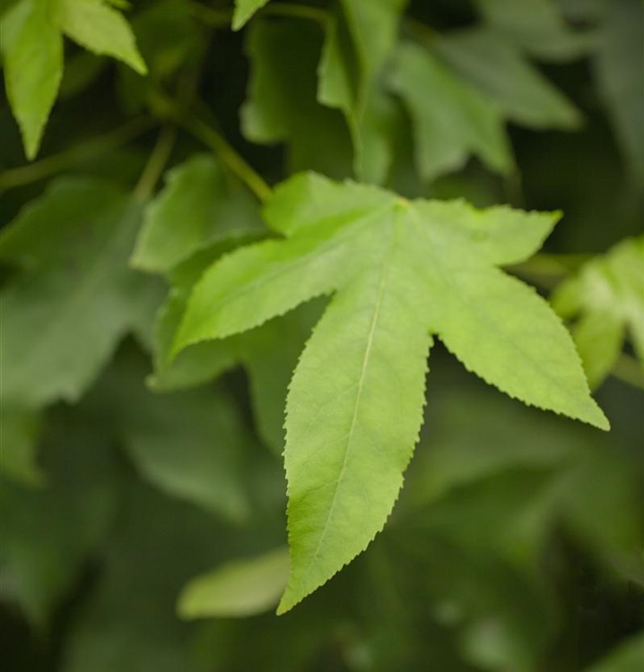 Kugel Amberbaum