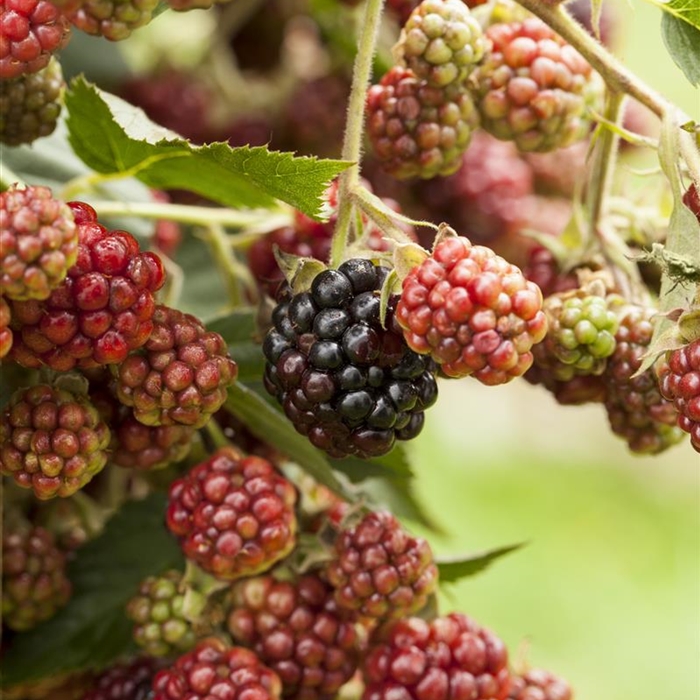 Brombeeren