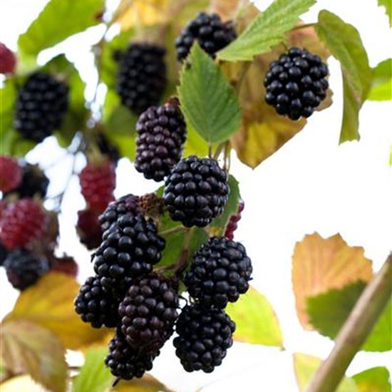 Rubus fruticosus 'Navaho'