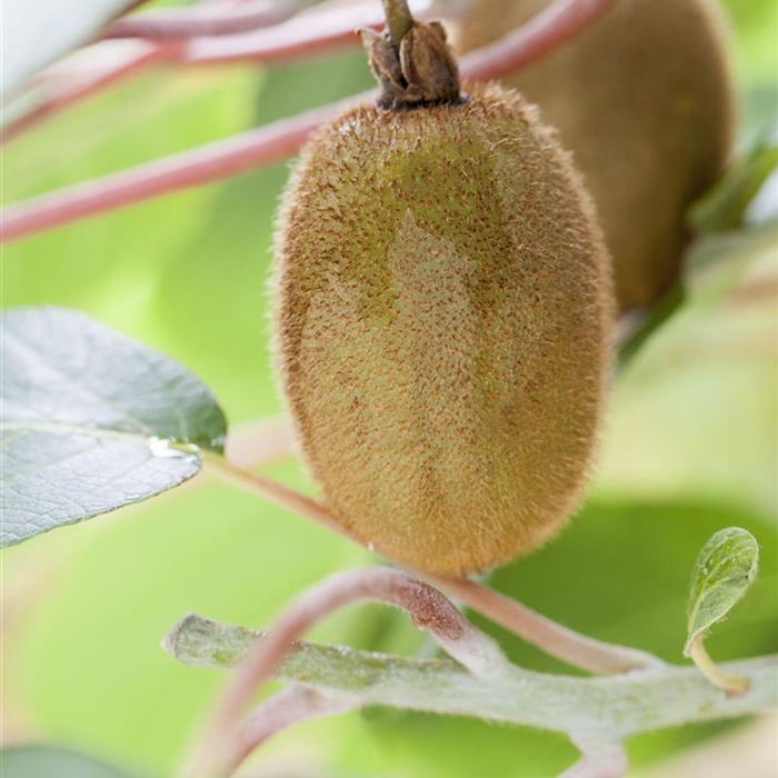 Kiwi