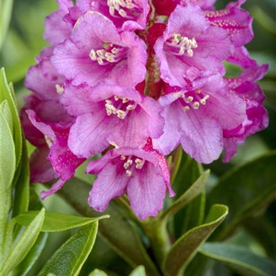 Rhododendron ferrugineum