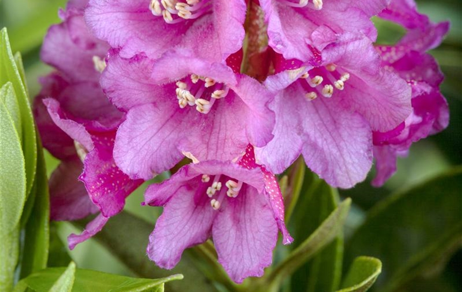 Rhododendron ferrugineum