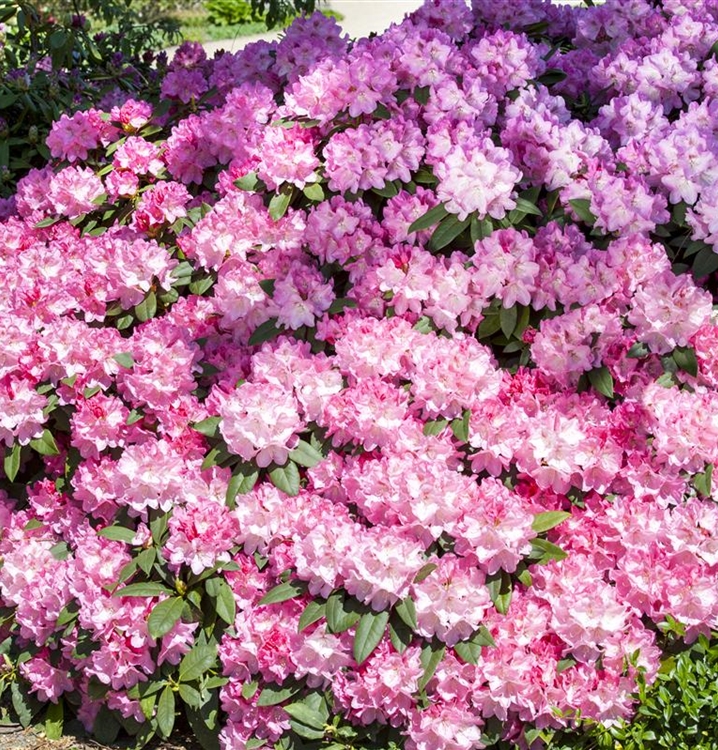 Rhododendron