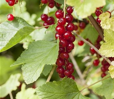 Ribes rubrum 'Rondom'