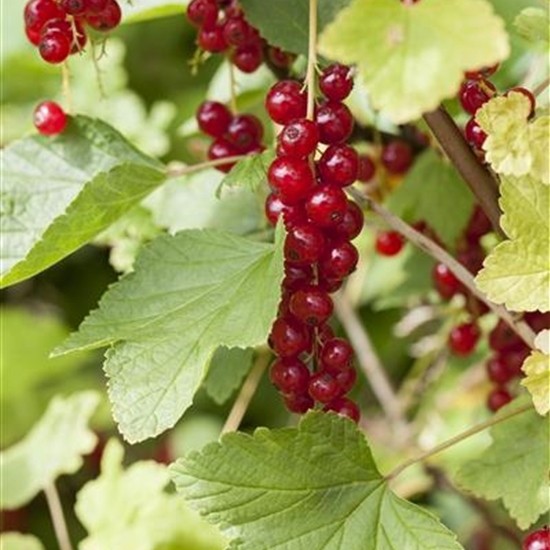 Ribes rubrum 'Rondom'