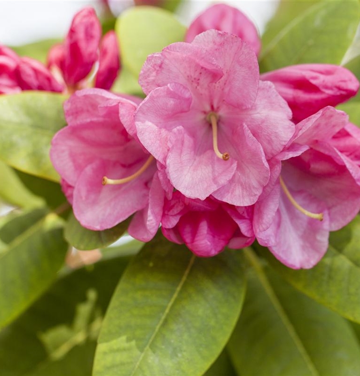 Rhododendron