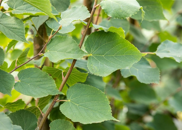 Tilia cordata