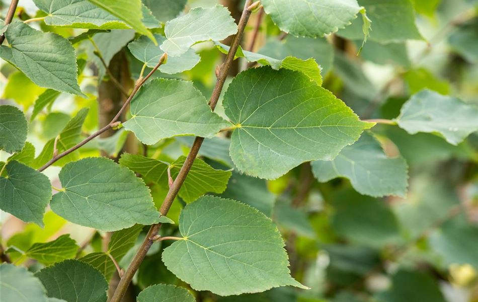 Tilia cordata