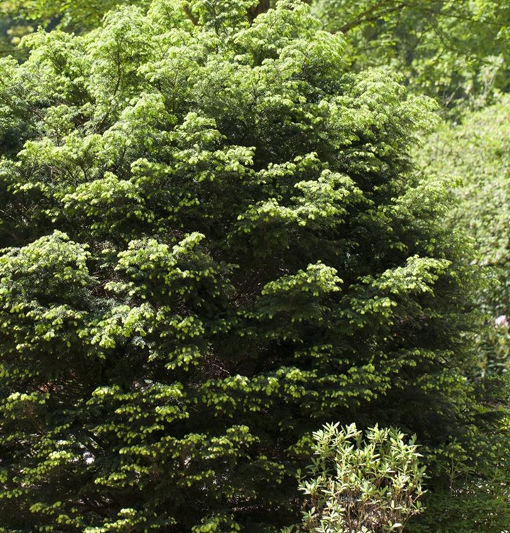 Nordjapanische Hemlocktanne