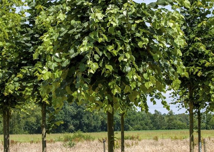 Tilia tomentosa 'Brabant'