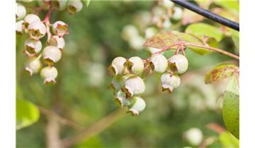 Gartenpflanzen Daepp