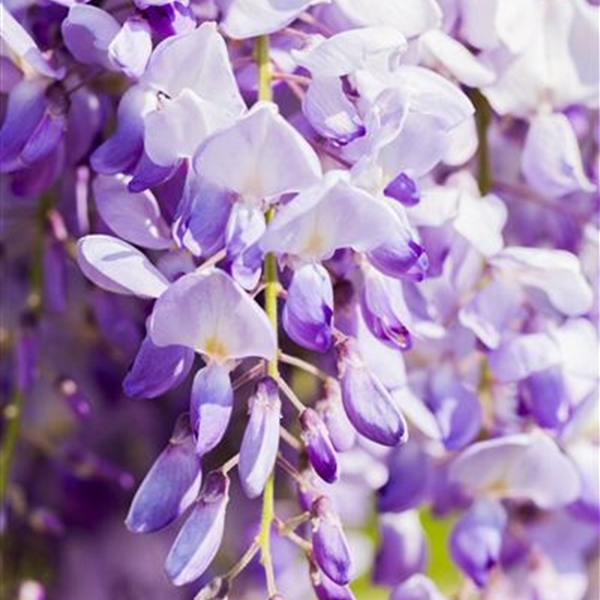 Wisteria sinensis 'Prolific'