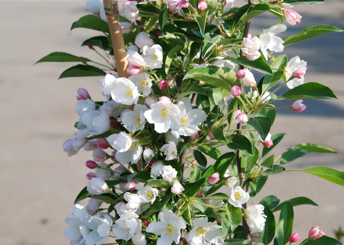 Malus 'Adirondack'