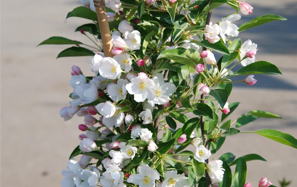 Malus 'Adirondack'