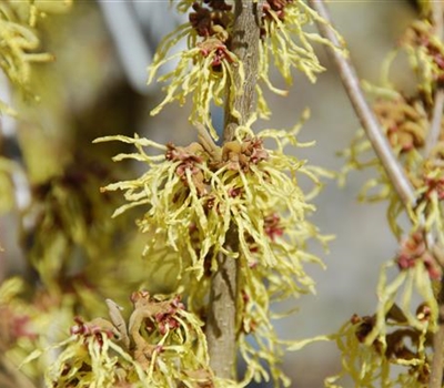 Hamamelis intermedia (x) 'Arnold Promise'