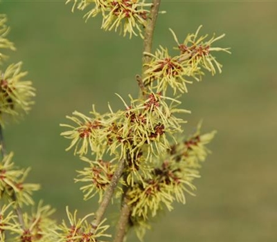 Hamamelis mollis 'Boskoop'