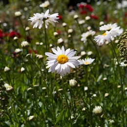 Zurück zur Natur – die Wildblumenwiese ist ein grosser Schritt dahin