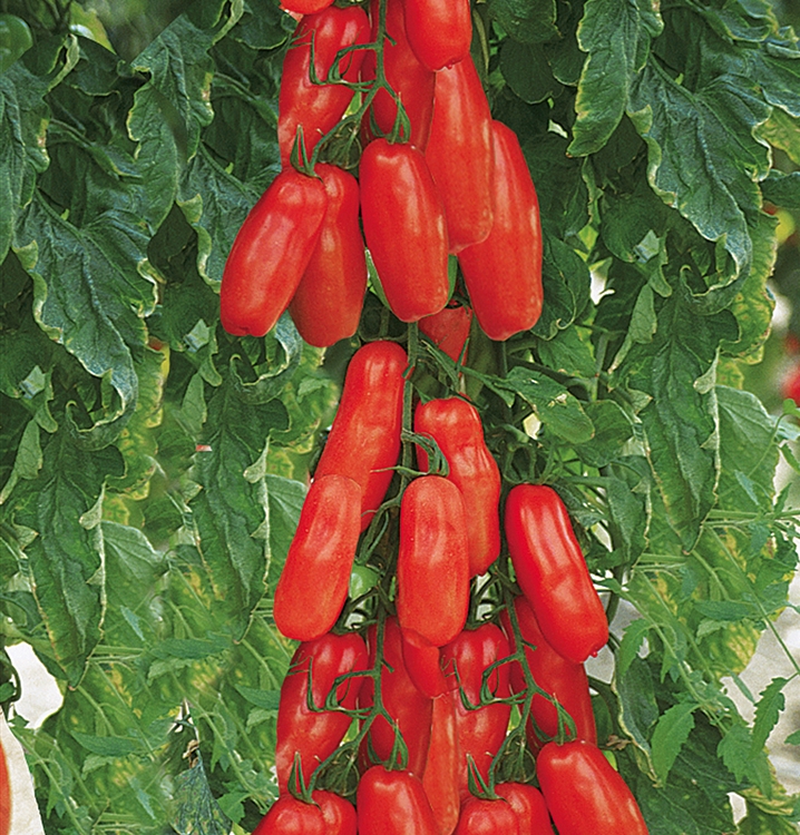 San Marzano Tomate veredelt 'Tuma Red'