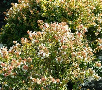 Abelia grandiflora (x) 'Kaleidoscope'