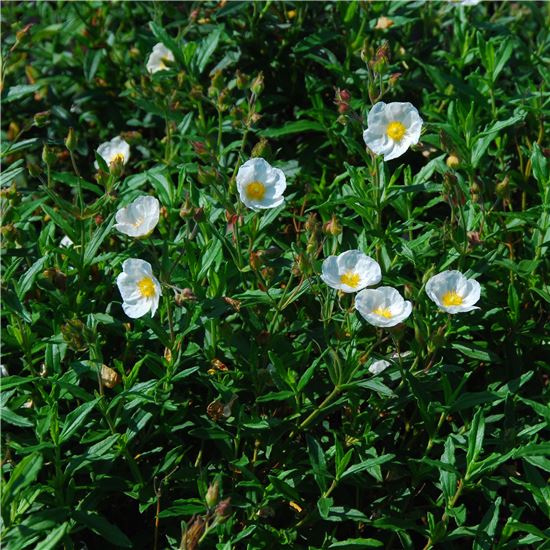 Cistus laurifolius