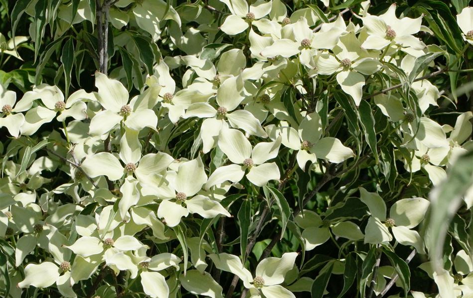 Cornus kousa 'Teresa'