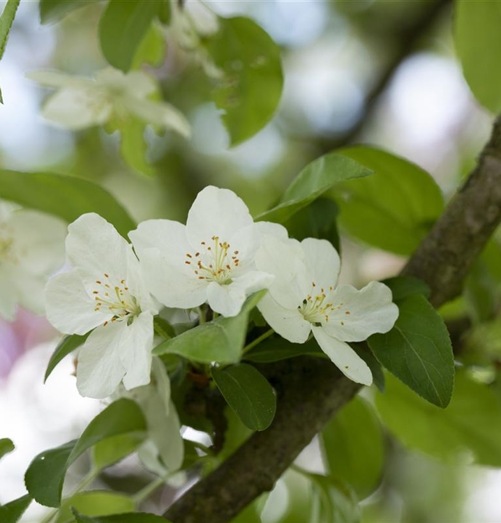 Zierapfel