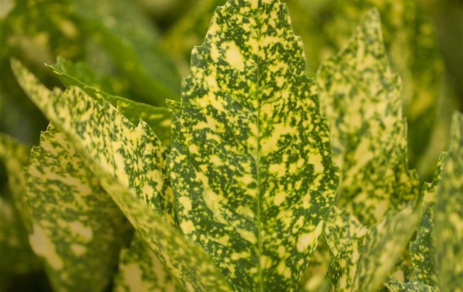 Aucuba japonica 'Variegata'