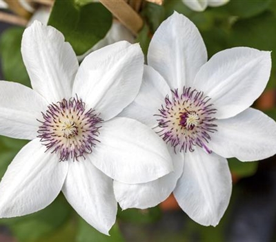 Clematis (Grossbl., frühblüh. Gruppe) 'Miss Bateman'