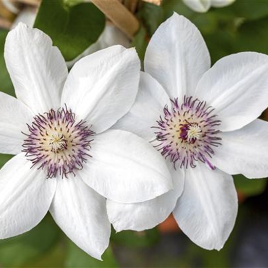 Clematis (Grossbl., frühblüh. Gruppe) 'Miss Bateman'