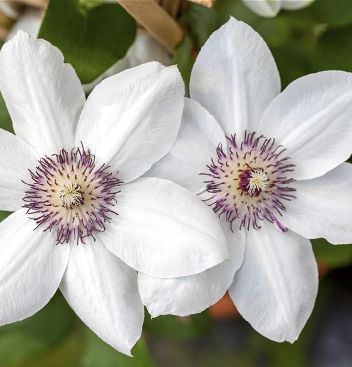 Waldrebe, Clematis