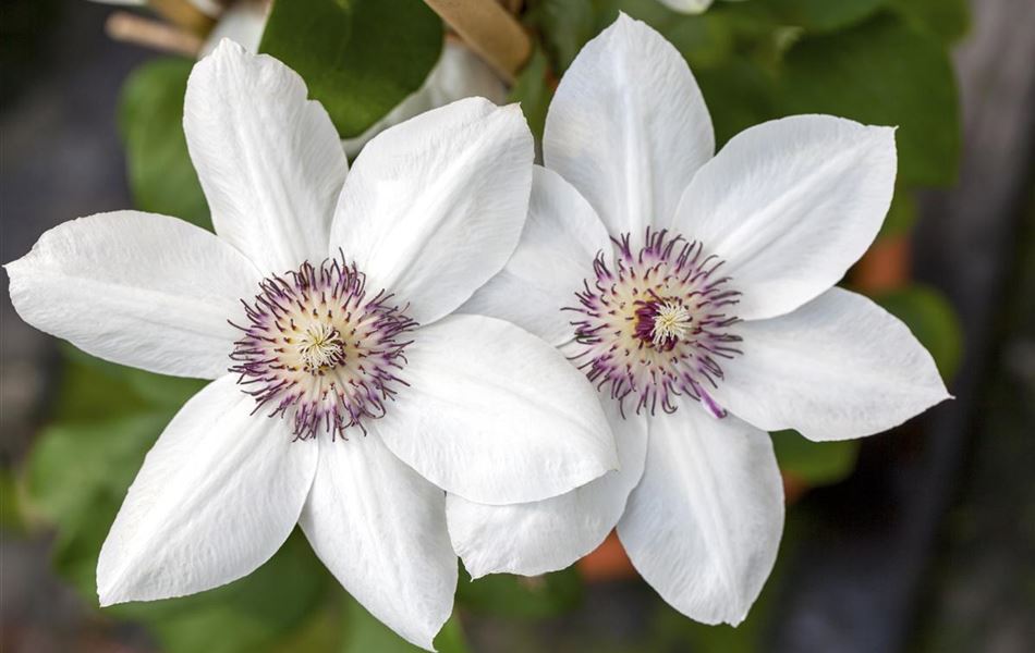 Clematis (Grossbl., frühblüh. Gruppe) 'Miss Bateman'