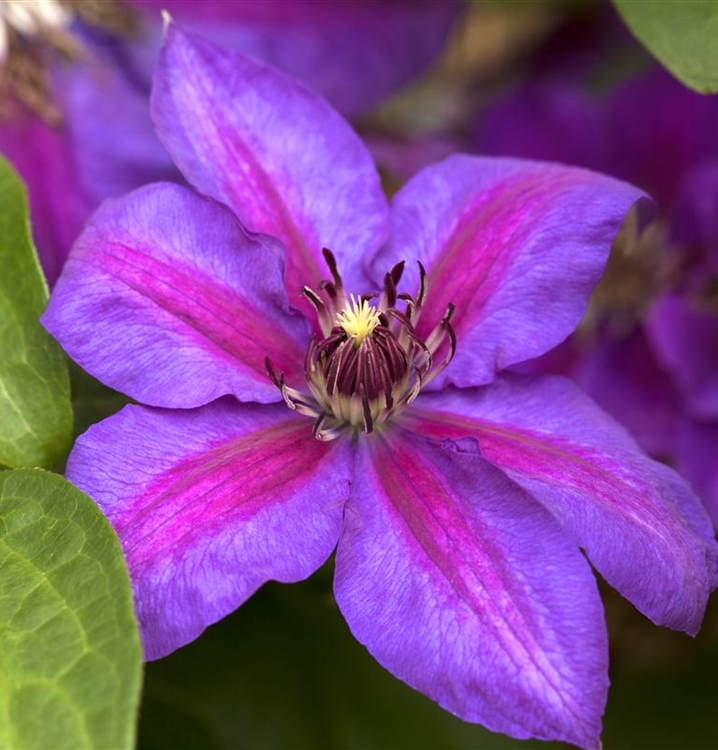 Waldrebe, Clematis