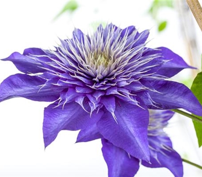 Clematis (Grossbl., frühblüh. Gruppe) 'Multi Blue'