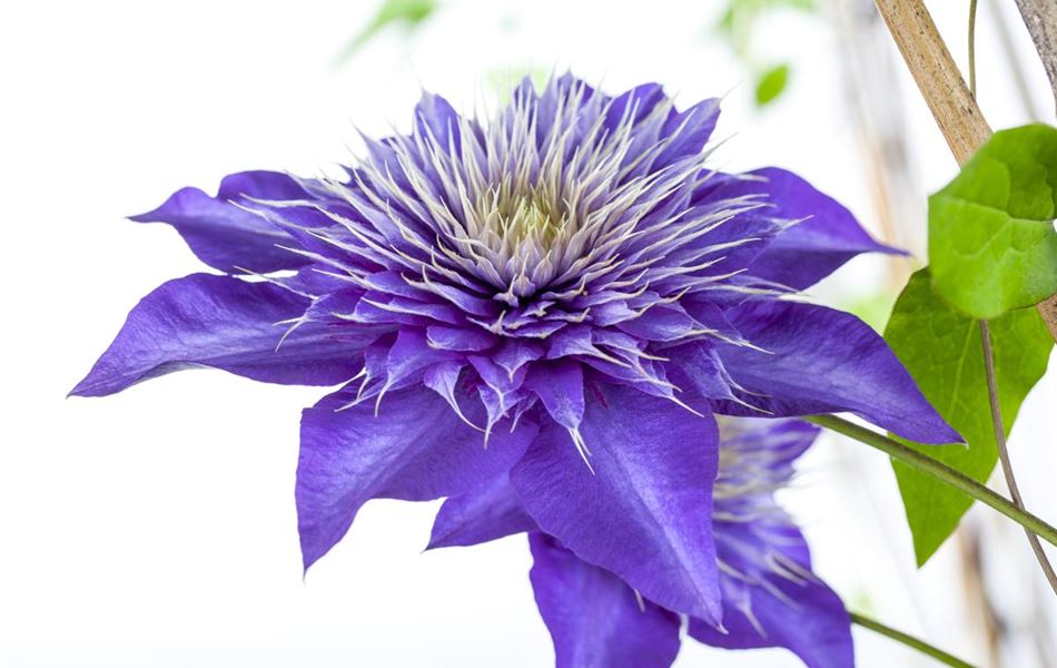 Clematis (Grossbl., frühblüh. Gruppe) 'Multi Blue'