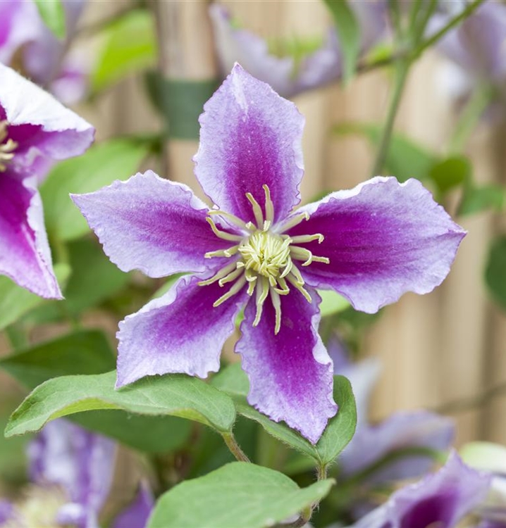 Waldrebe, Clematis