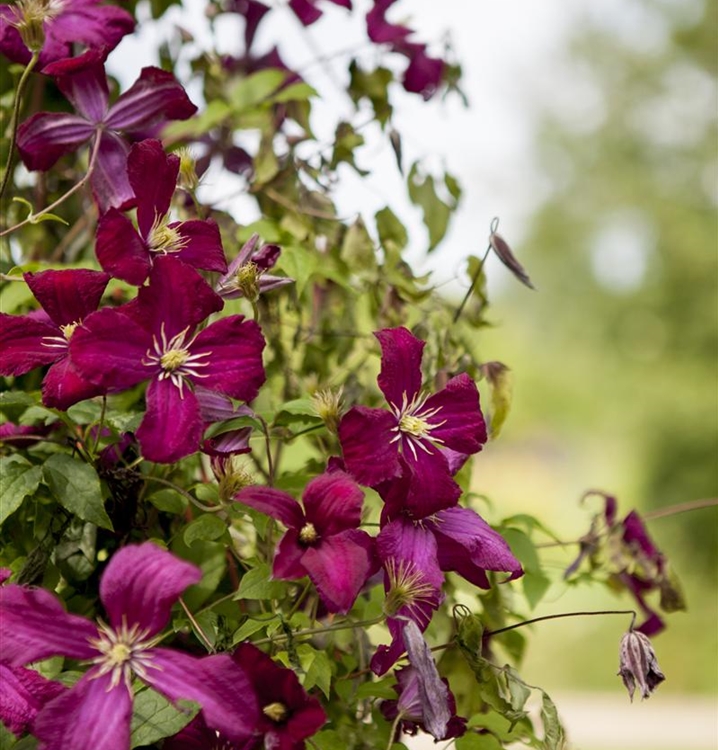 Waldrebe, Clematis