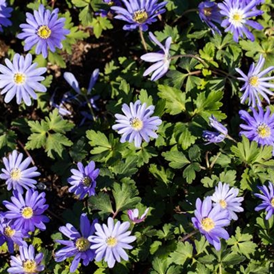 Anemone blanda 'Charmer'