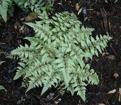 Athyrium niponicum var. pictum