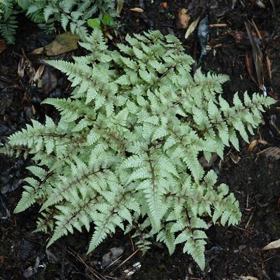 Athyrium niponicum var. pictum