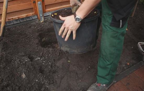 Hainbuche - Einpflanzen im Garten