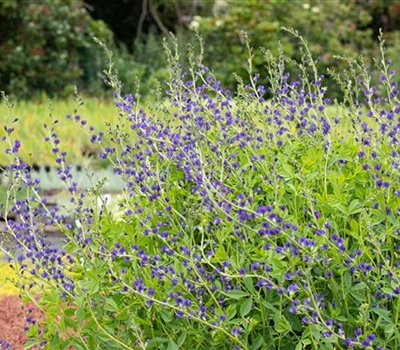 Baptisia australis