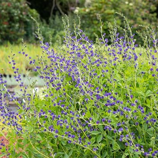 Baptisia australis