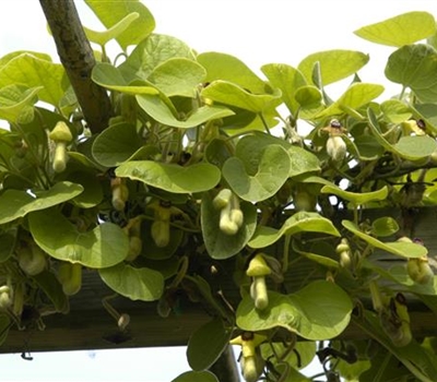 Aristolochia macrophylla